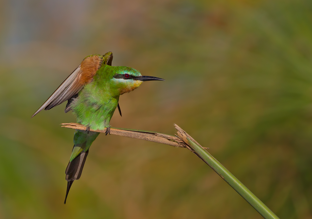 Blue Cheeked Beeeater