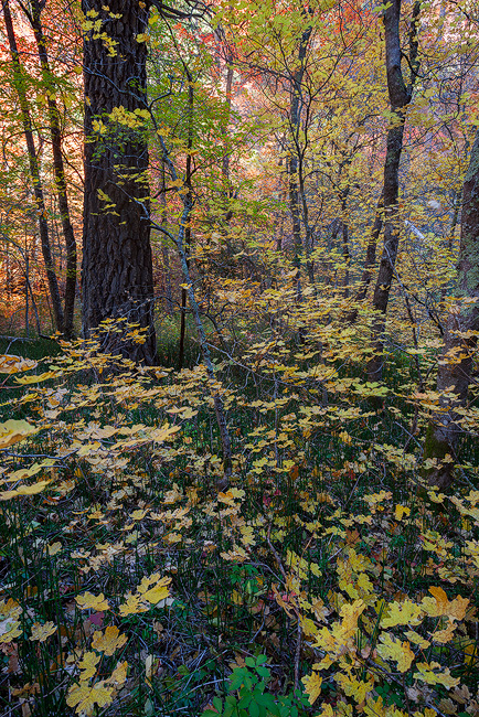 West Fork