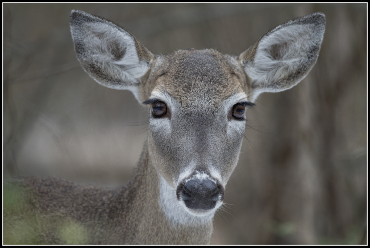 Whitetail Doe Closeup