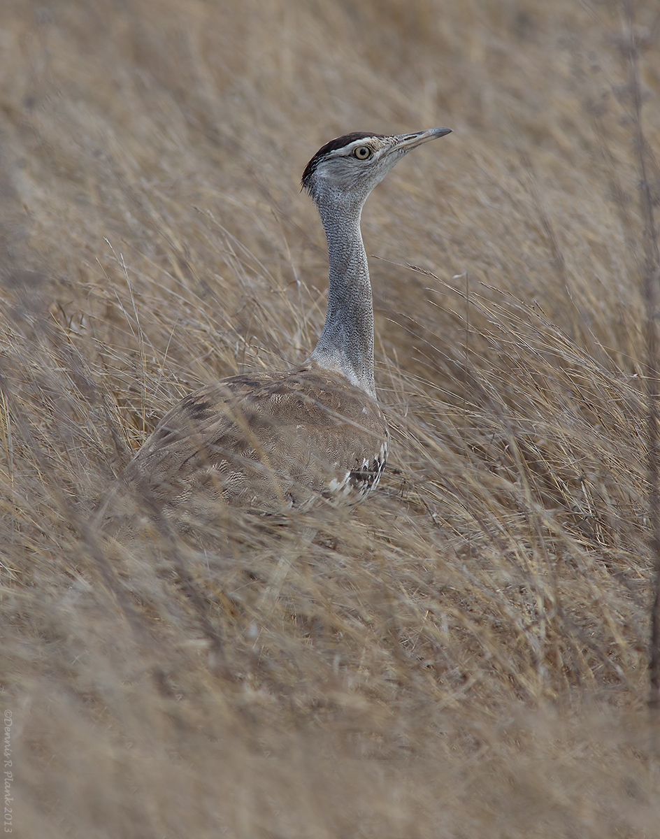 Australian Bustard
