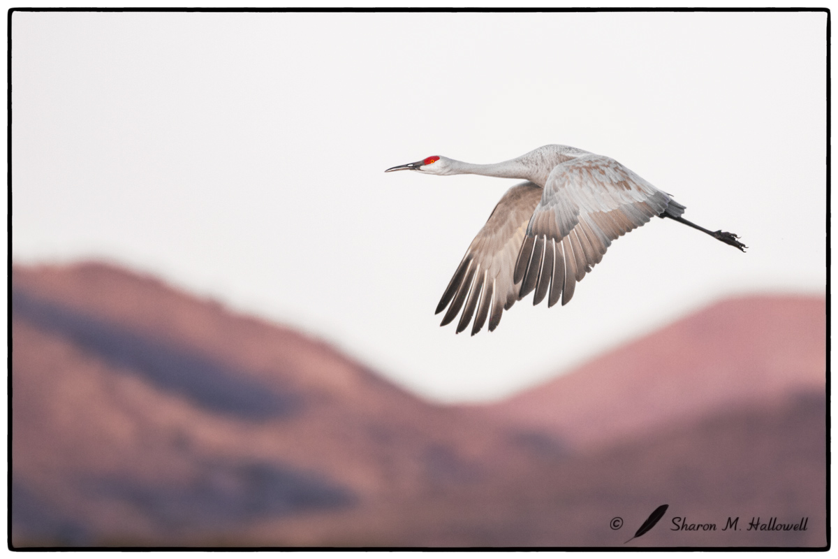 Sandhill Crane