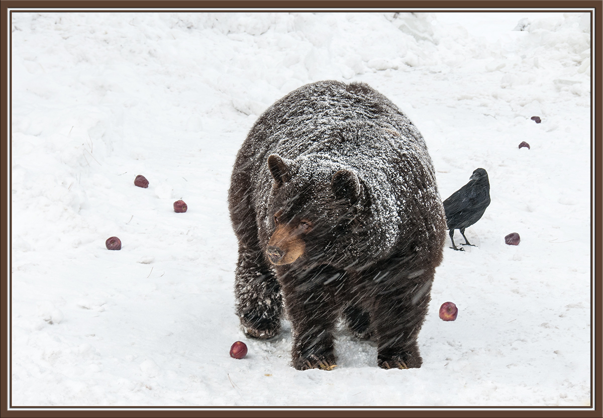 Snowy Thief