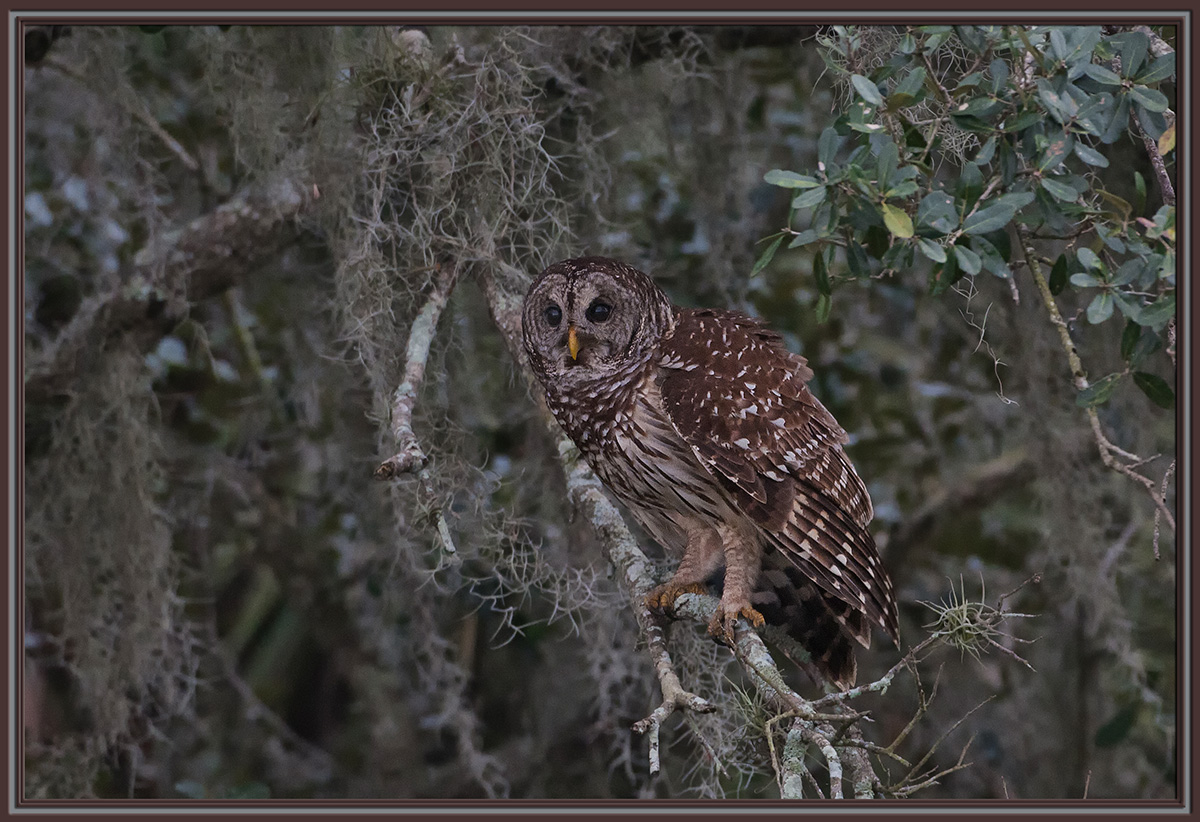 Barred Owl
