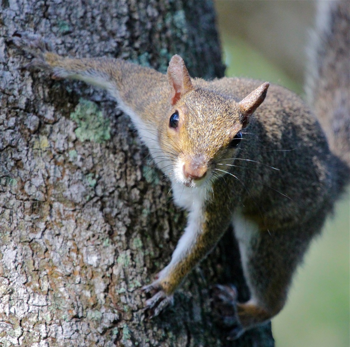 Curious Squirrel