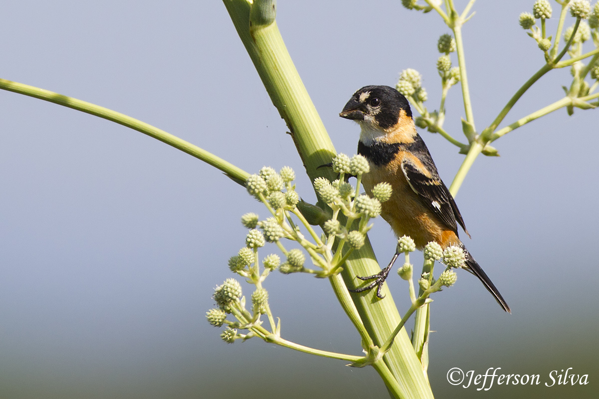 Rusty-collared Seedeater