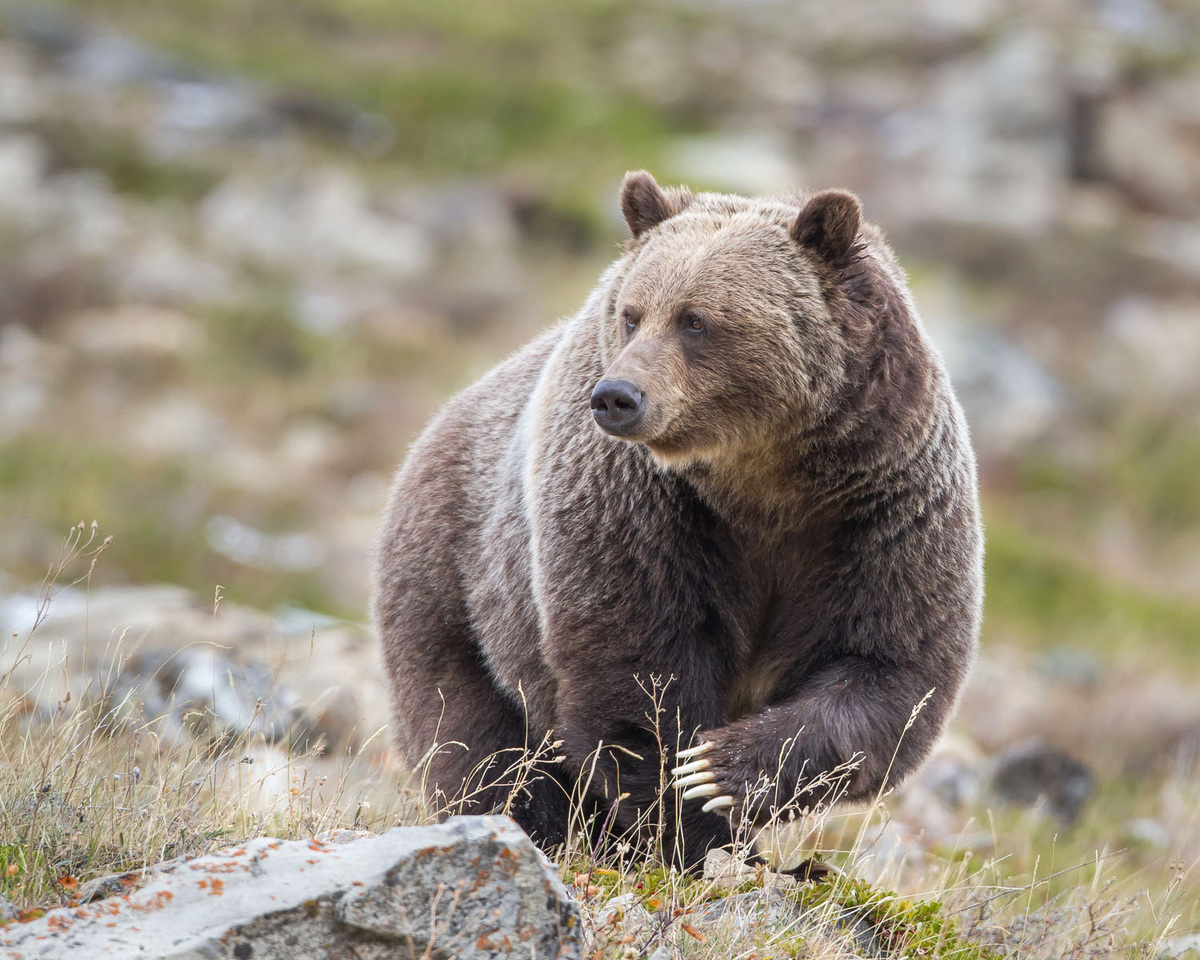 The Great Bear
