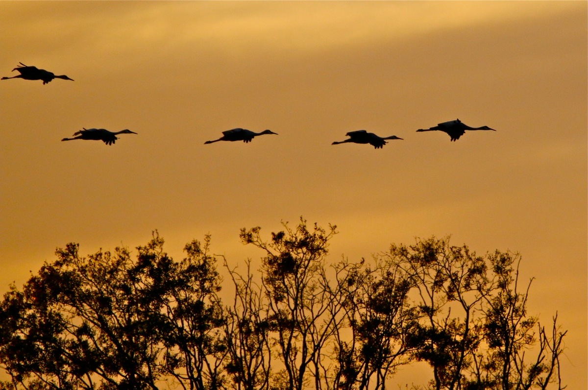 Silhouettes at sunset + addition