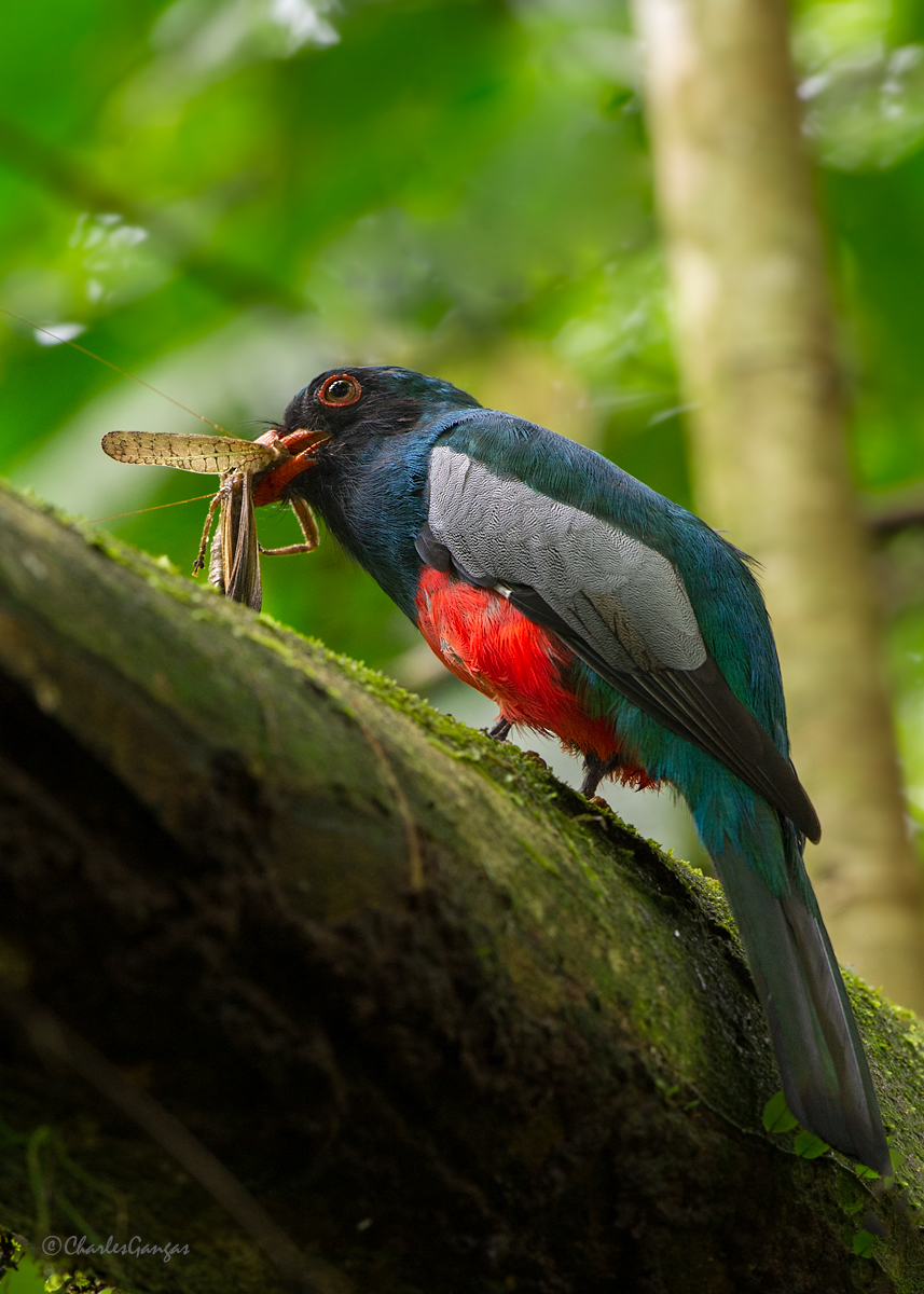 Slaty-tailed Tragon
