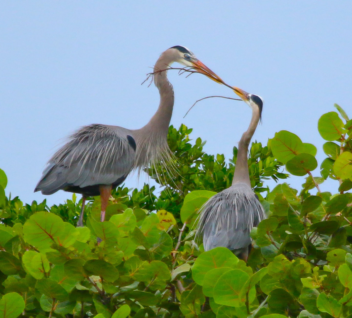 Heron nest building