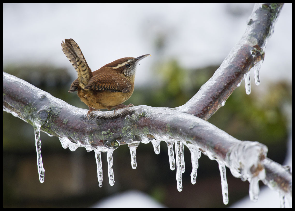 Carolina Wren