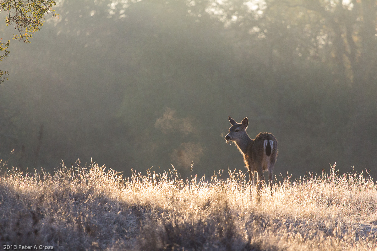 Frosty Air