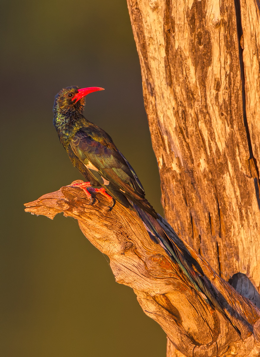Red Billed Wood Hoopoe