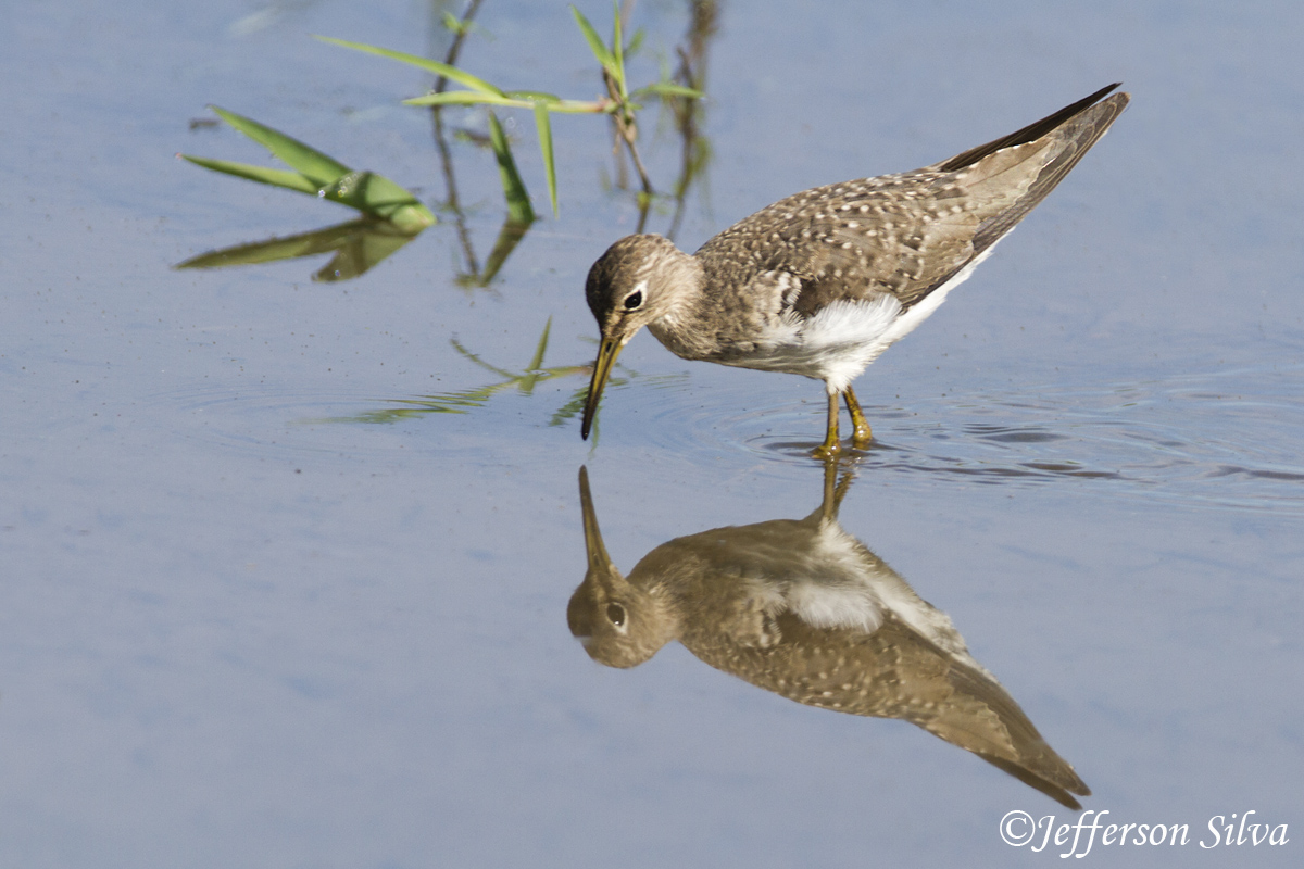 Solitary Sandpiper