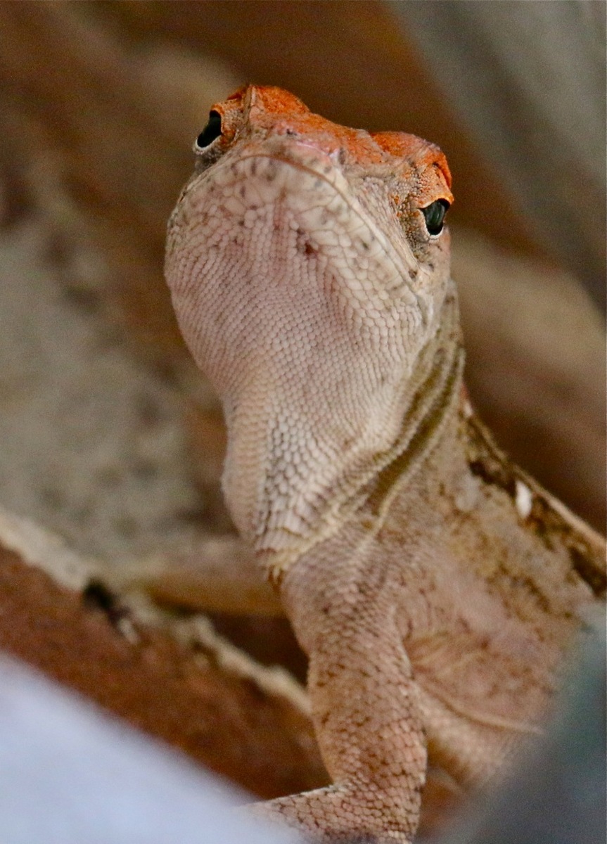 Here's looking at you