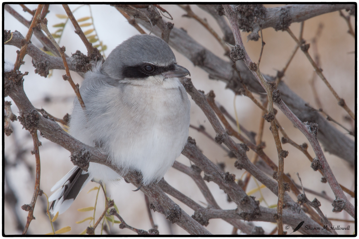 Loggerhead Shrike