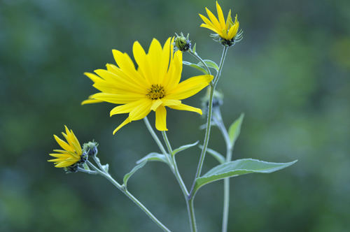 Wild Flower