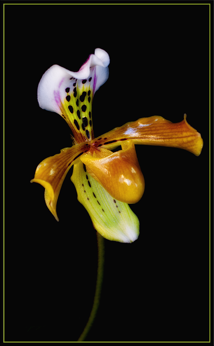 Orchid 47