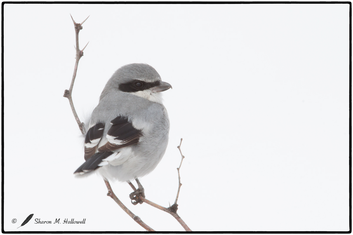 Shrike Against Snow