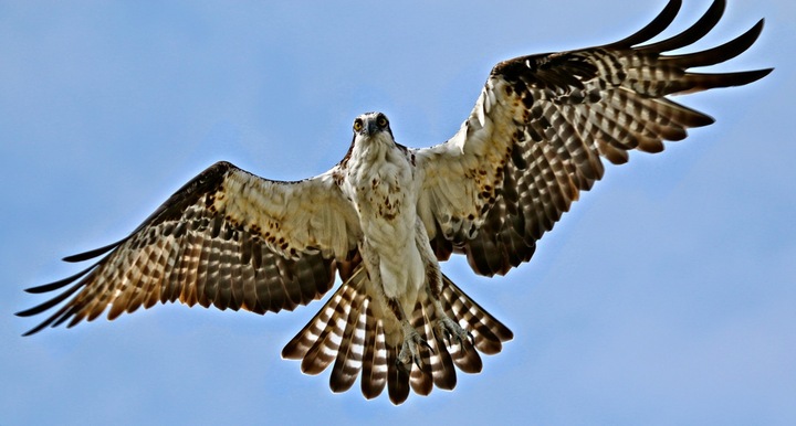 Osprey in flight + addition