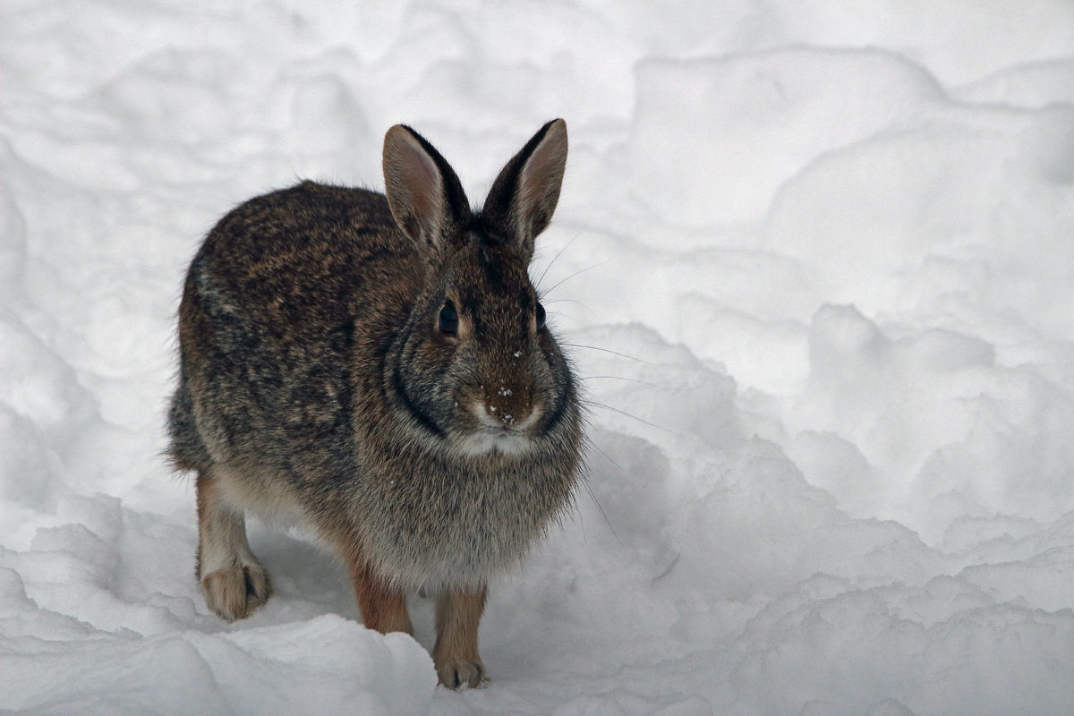 Winter visitor