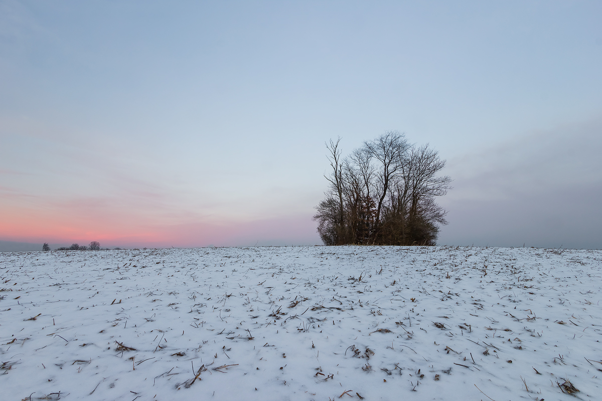 A copse in a field