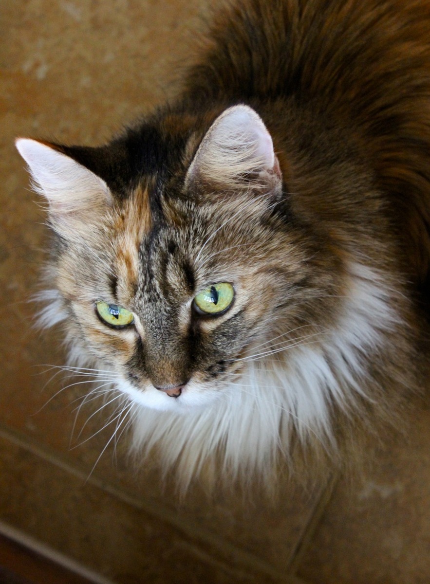 Miss Libby