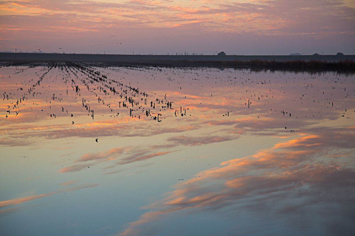 Flooded corn fields