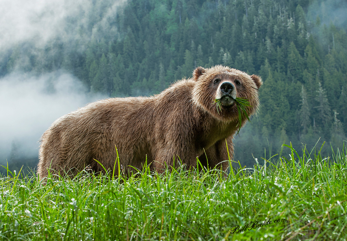 Honey Coloured Grizzly 