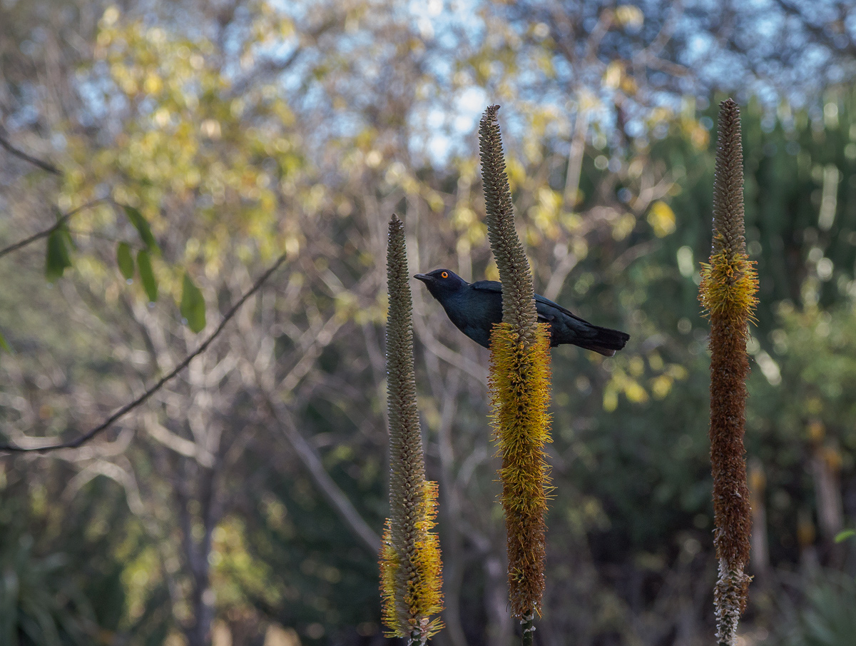 Starling