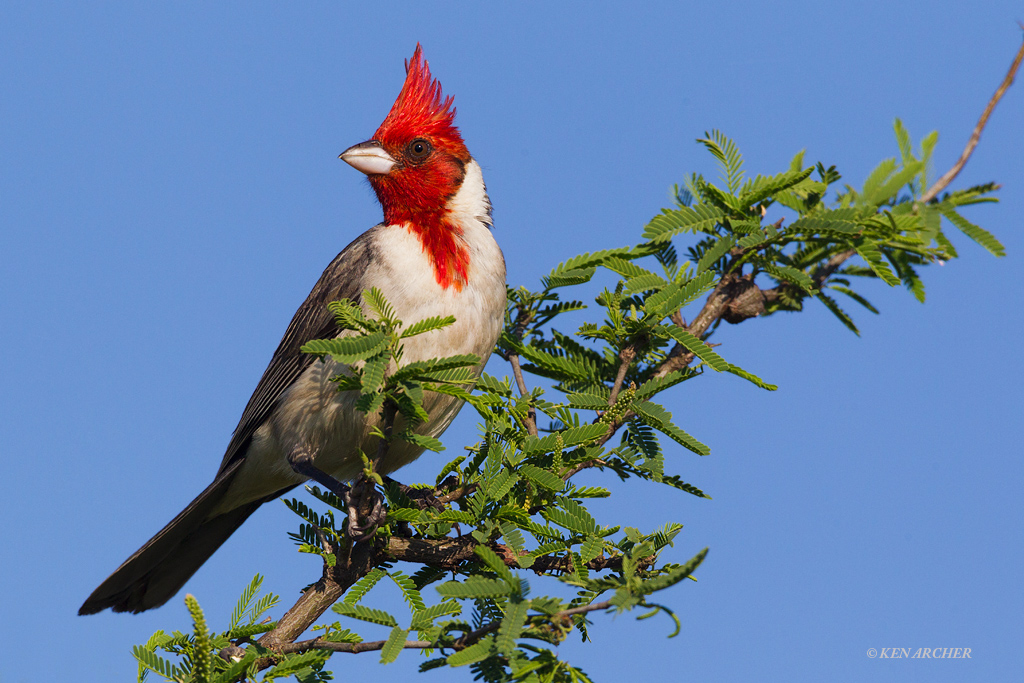 Red-crested Cardinal