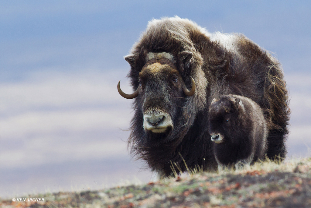 Musk Ox Mom and Calf