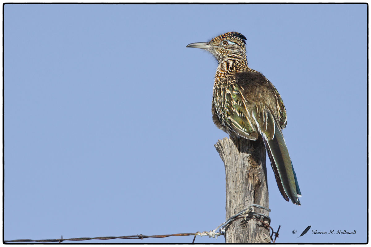 Roadrunner