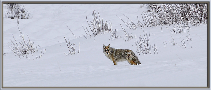 WC# 615 - "Winter"