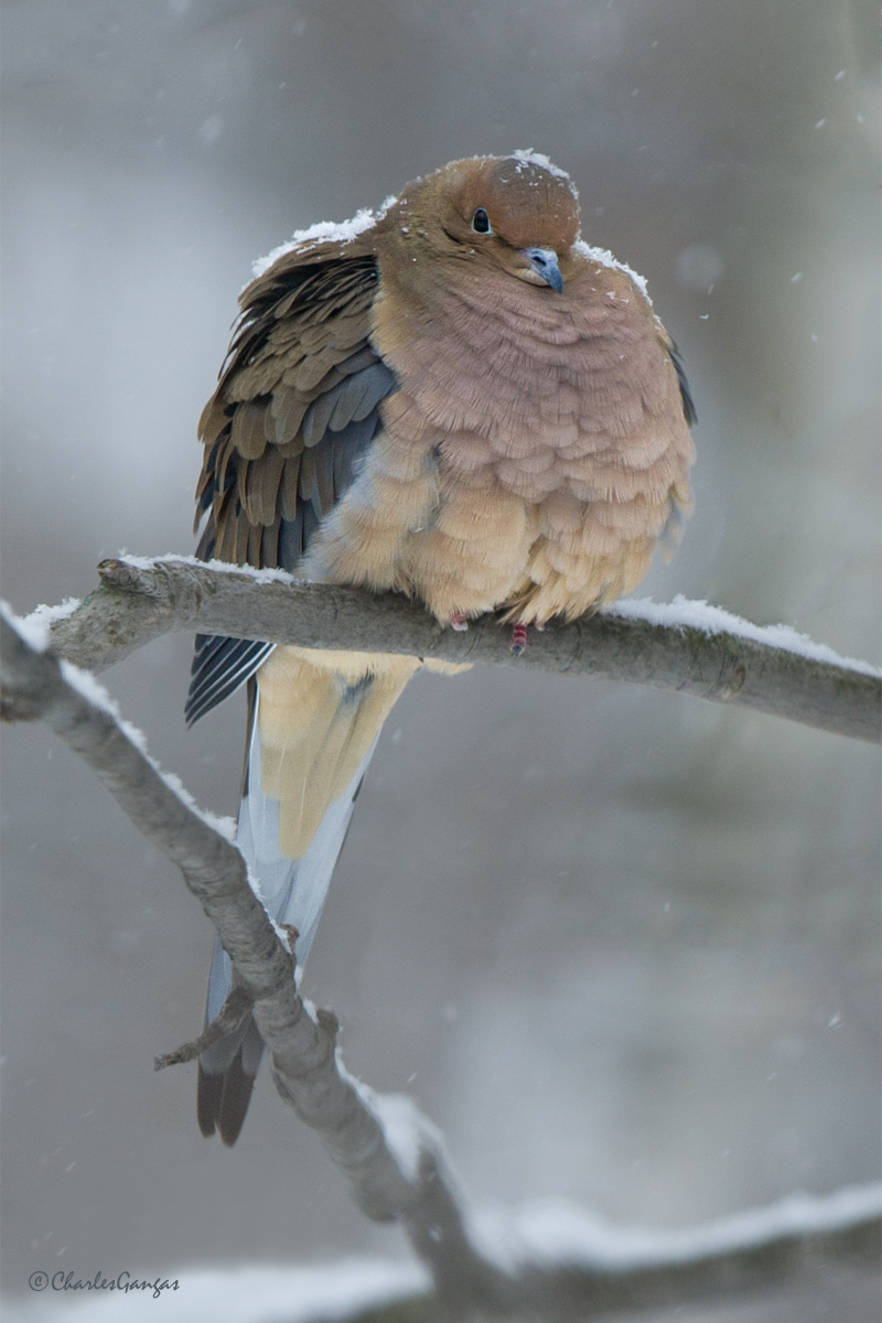 Mourning Dove