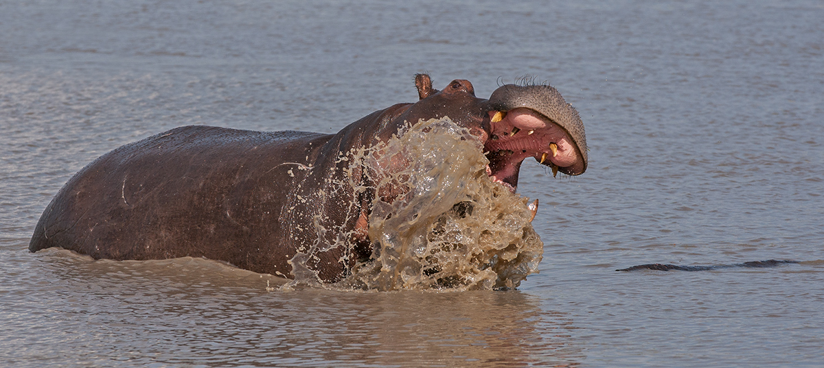 Happy Hippo?