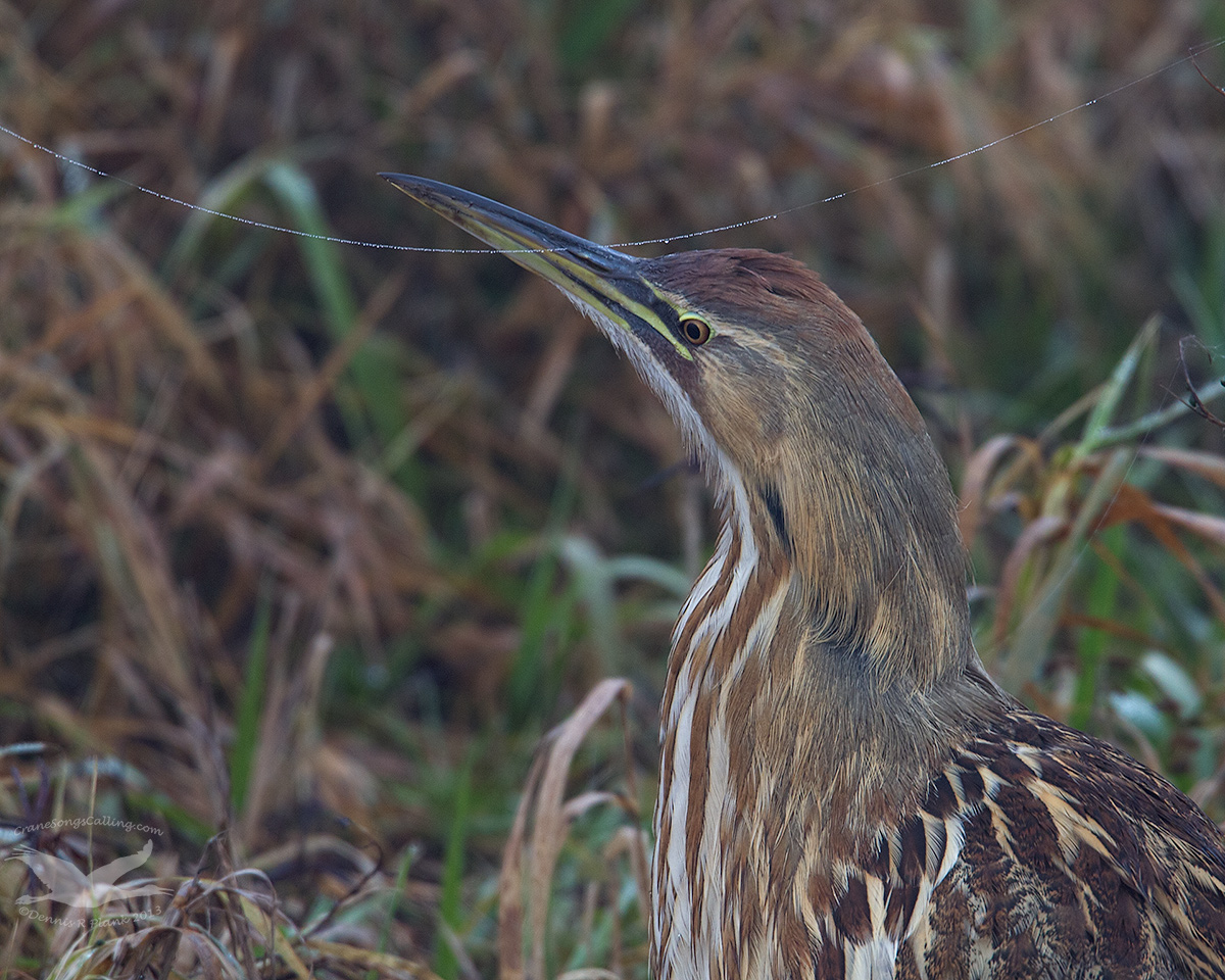 American Bittern & repost