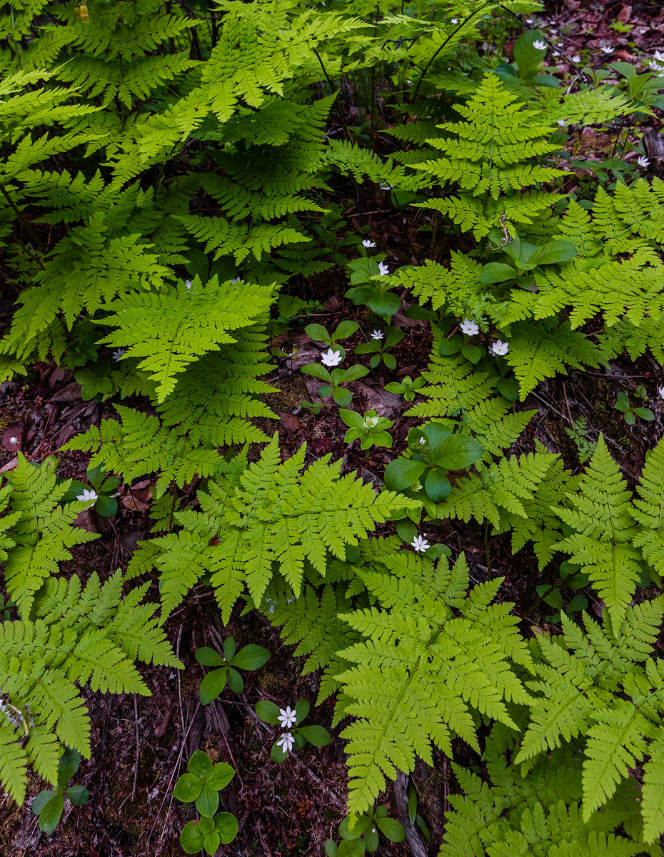 Ferns & flowers