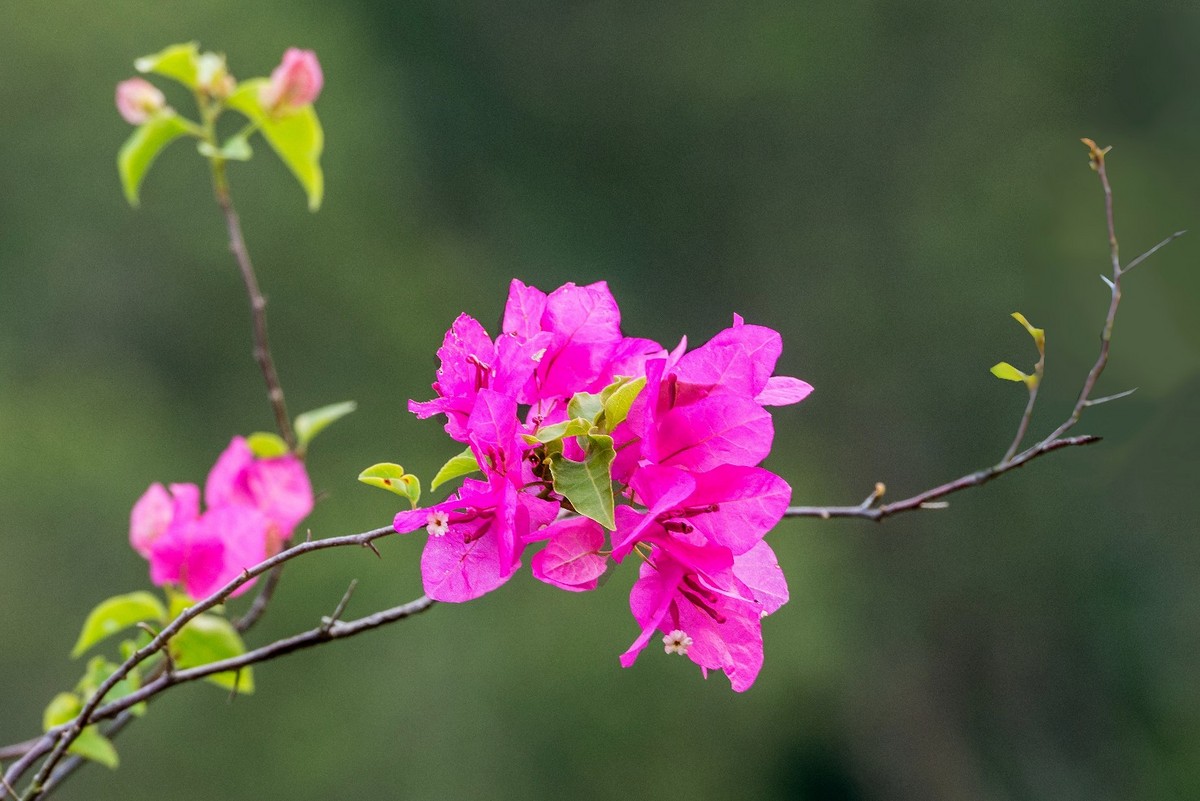 Bougainvillea