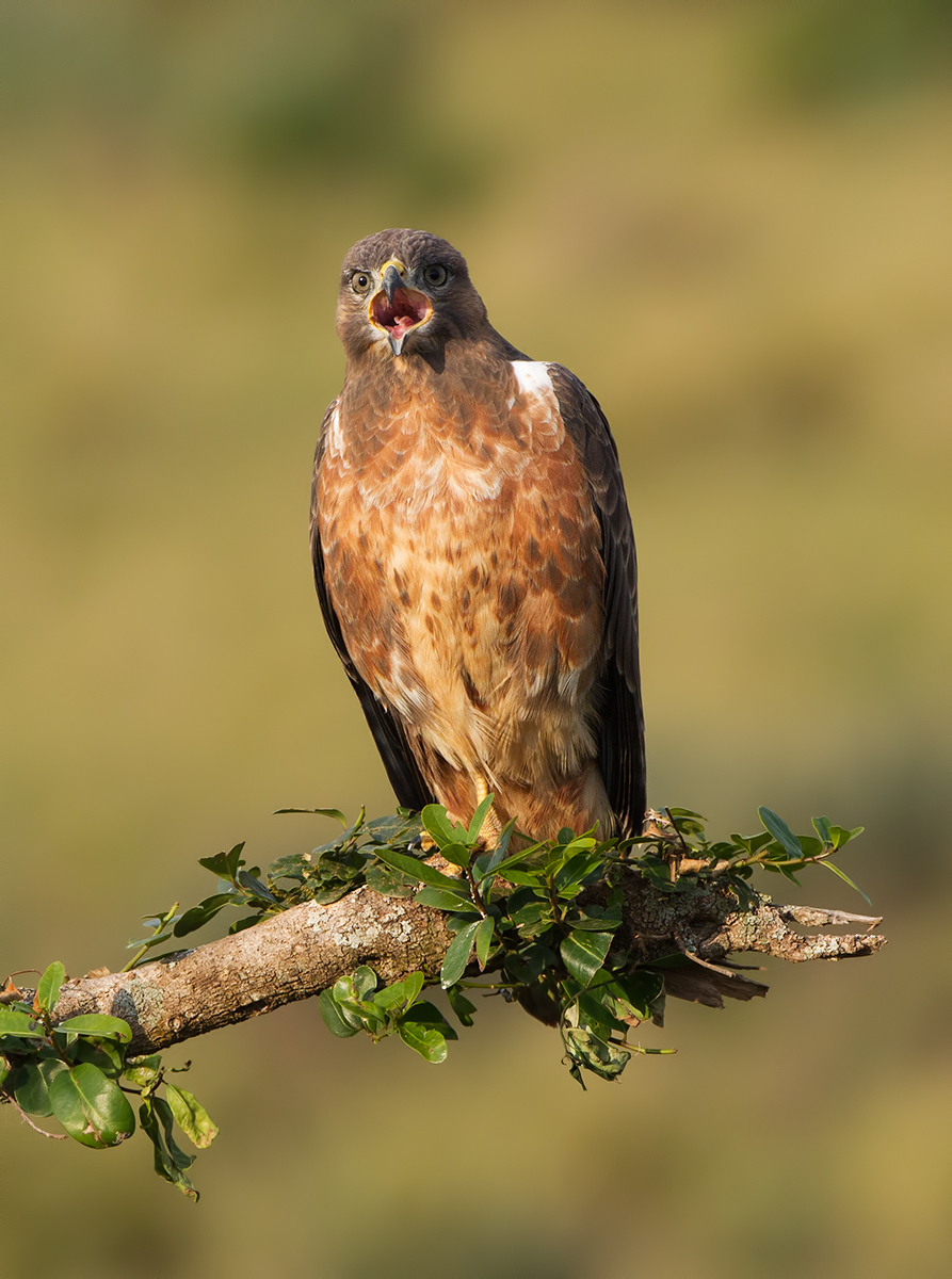 Jackal Buzzard