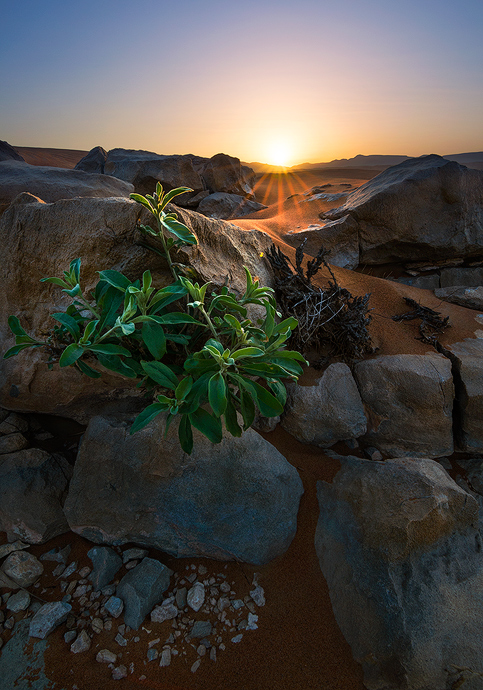 A beauty from desert