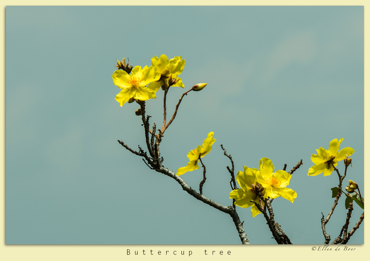 Yellow buttercups