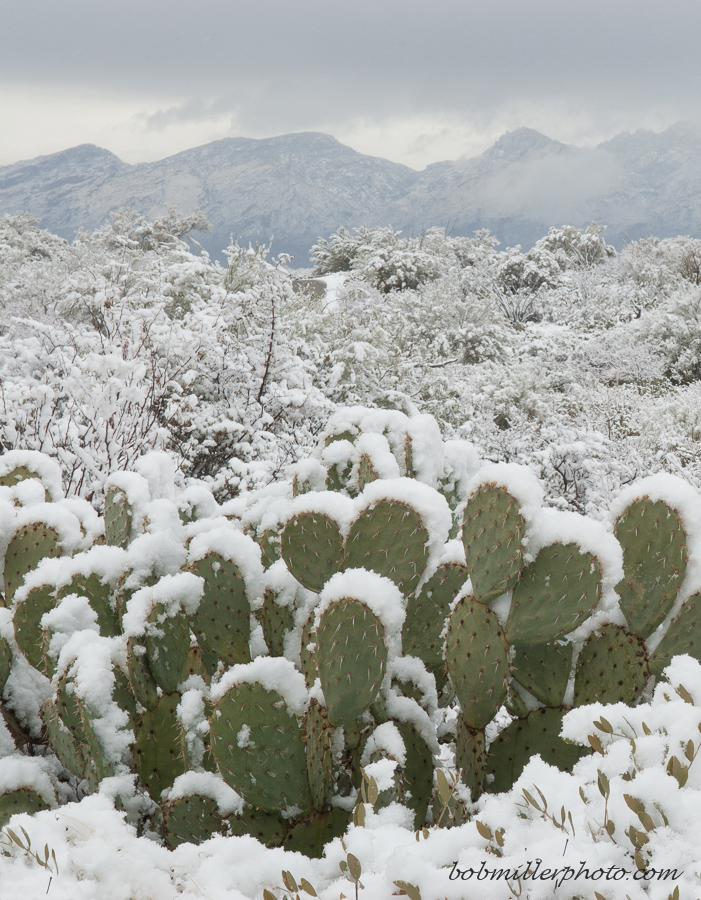 Arizona Greetings!