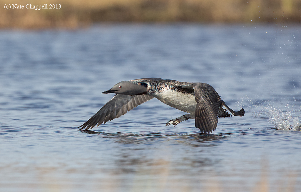 Red-throated Loon