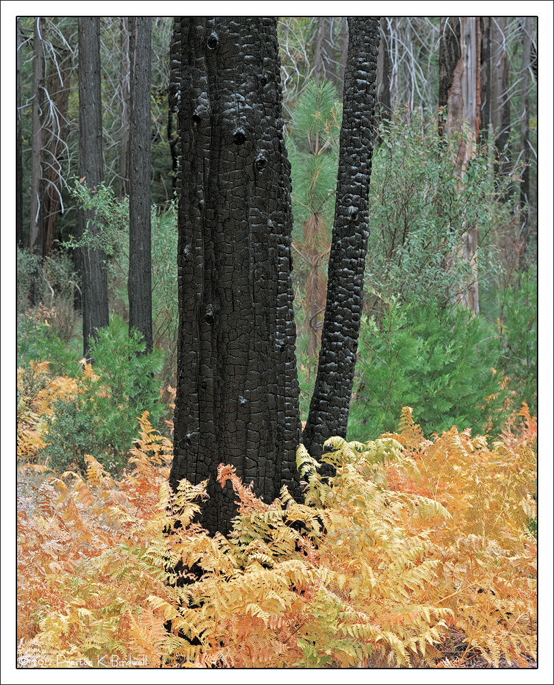 Ghost Forest-2, Yosemite