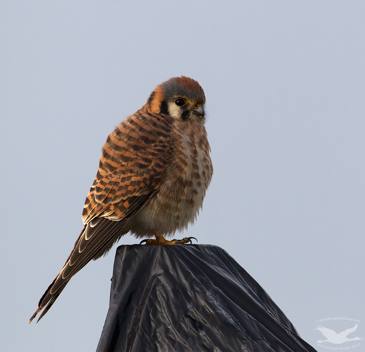 Ridiculous Perch