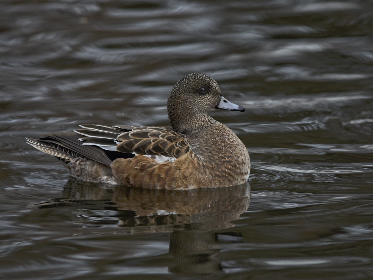 American Widgeon Hen