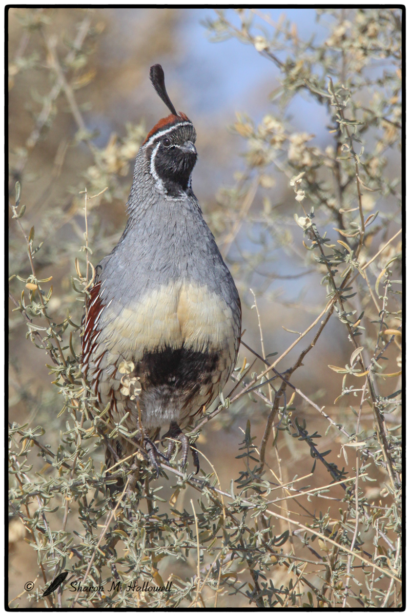 Gambel's Quail