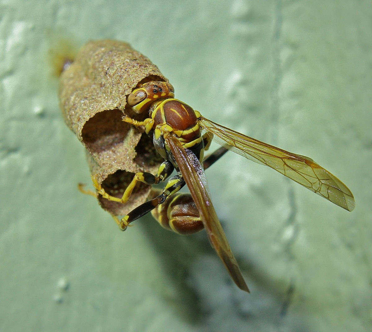 Busy wasp