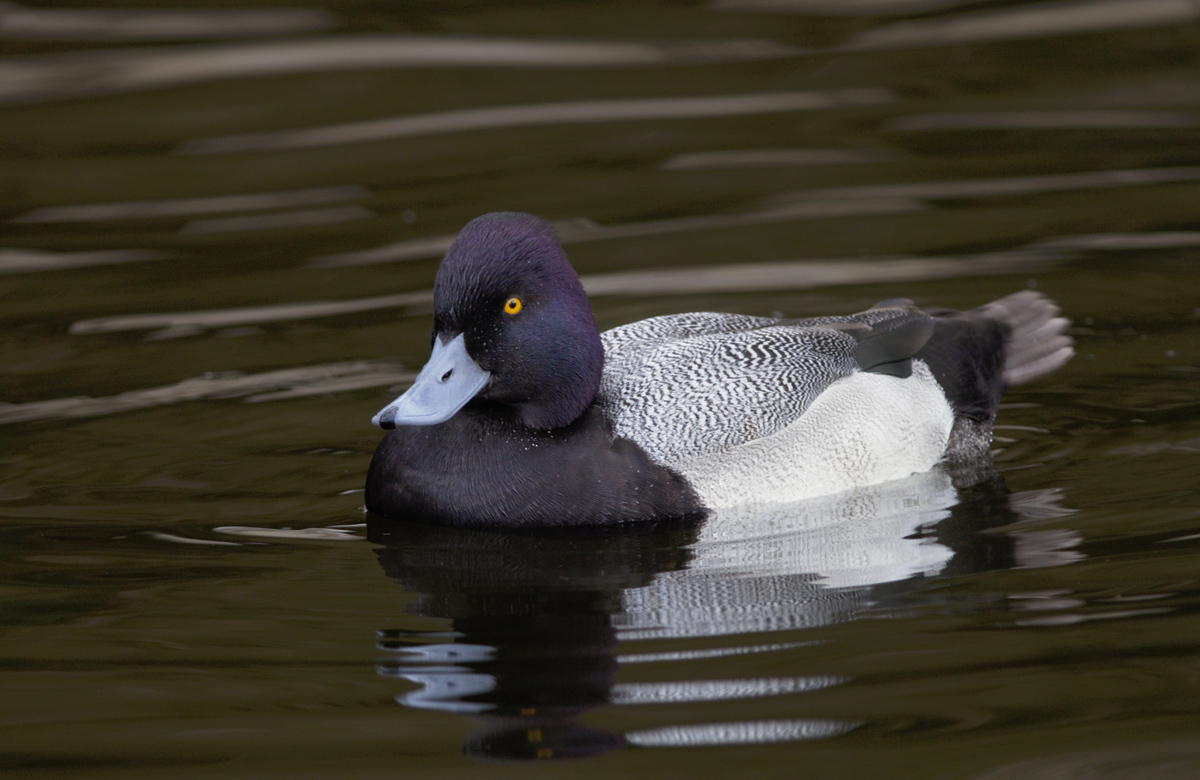 Lesser Scaup Drake