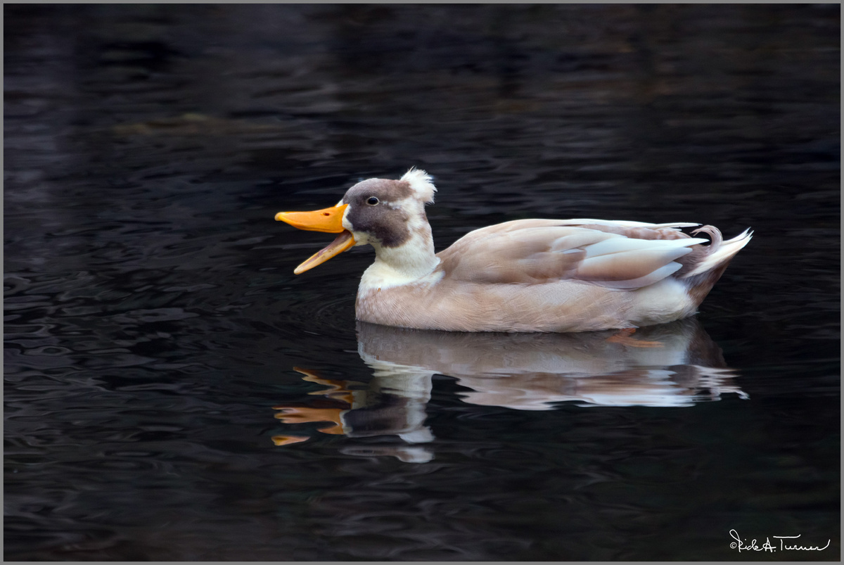 Crested Duck